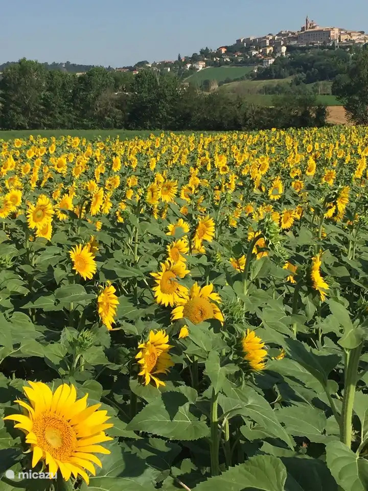 Sunflowers around Corinaldo