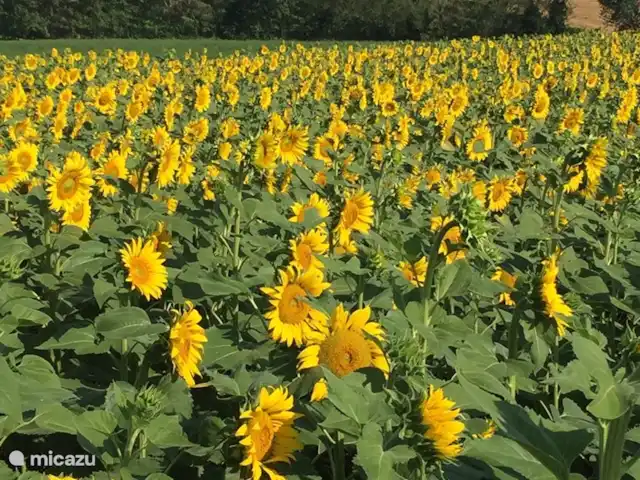 Casa d'Oro | Italie, Marche, Corinaldo - maison de vacances Tournesols autour de Corinaldo