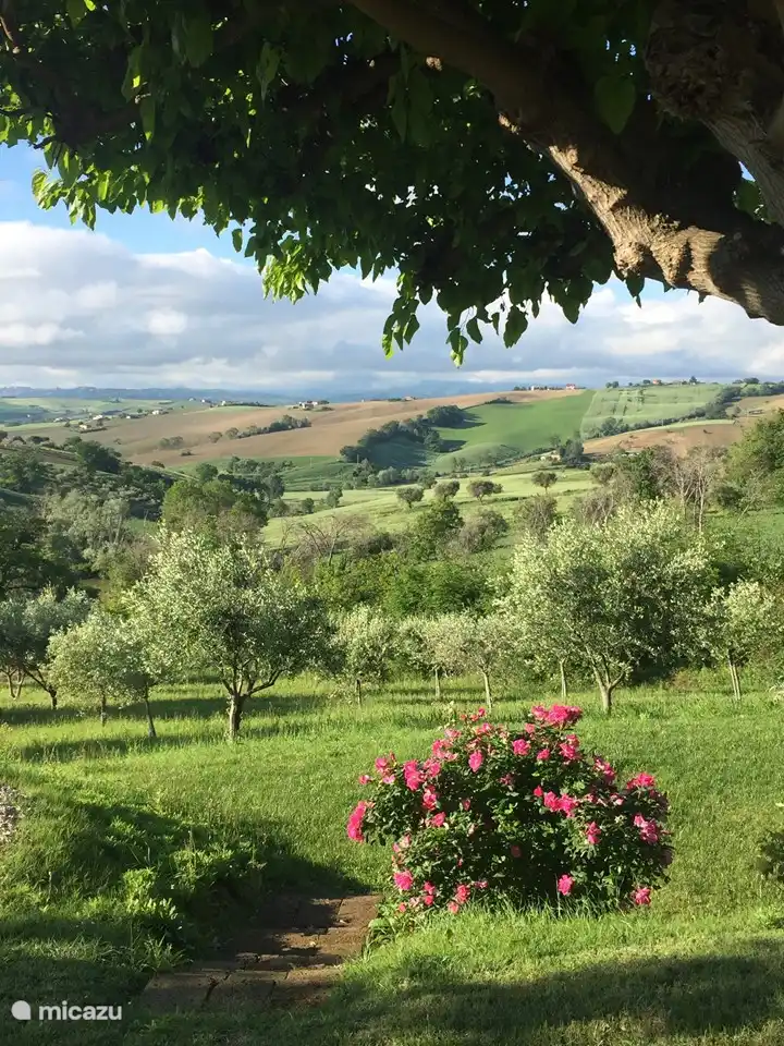 Overlooking your own olive grove, which gives a rich feeling