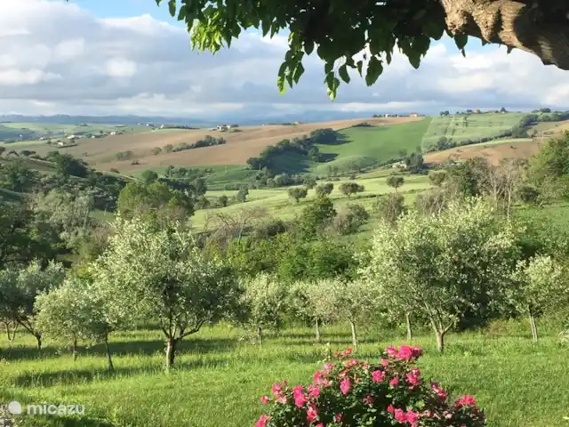 Casa d'Oro | Italie, Marche, Corinaldo - maison de vacances Surplombant votre propre oliveraie, ce qui donne une sensation riche