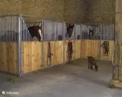 ....en zijn stallen.