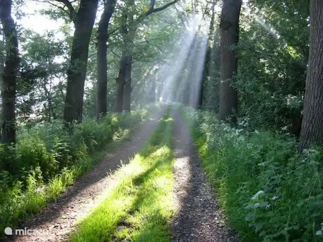 Pas de stress | Pays-Bas, Frise, Sint Nicolaasga - maison de vacances Randonnée dans la nature juste à côté.
