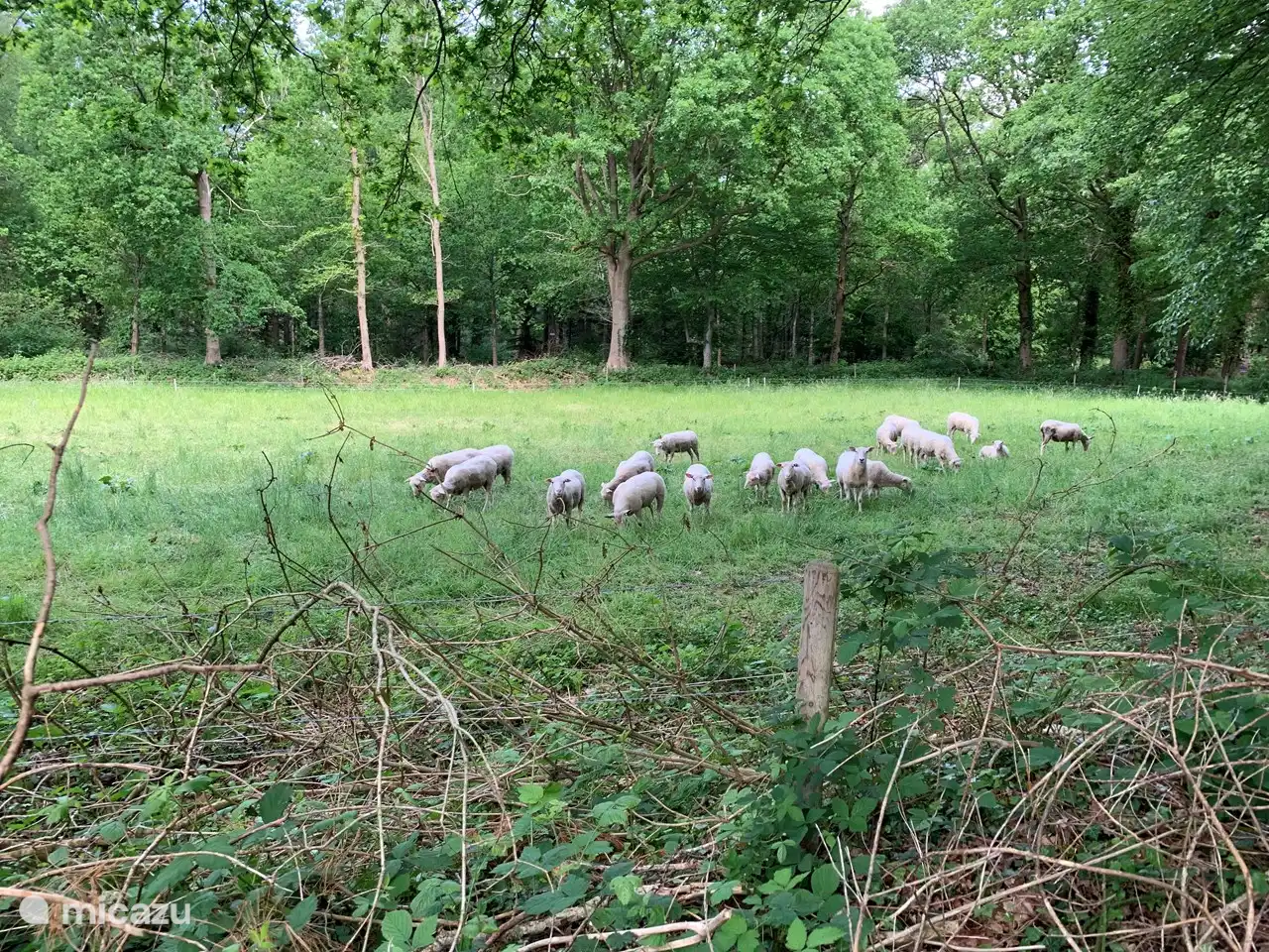 Auf den Feldern davor sind oft Schafe.