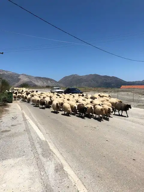 Enough sheep around