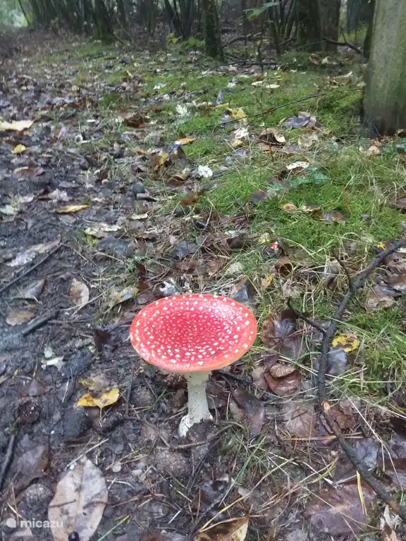 Es ist Herbst im Wald. Bei einem Spaziergang stößt man einfach darauf,