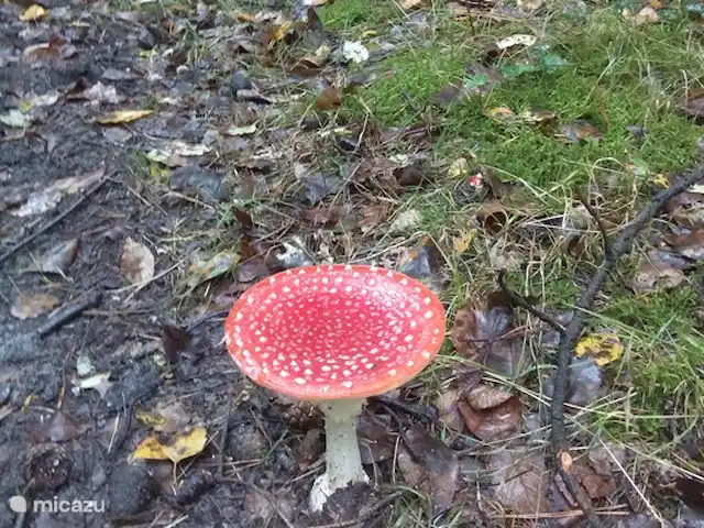 la piedra blanca en Países Bajos, Güeldres, Nunspeet - casa vacacional Es otoño en el bosque. Durante un paseo te encuentras con esto,