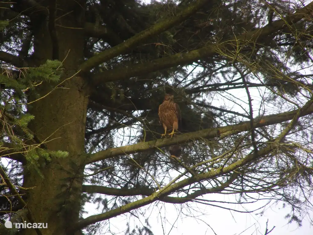 Der Falke im Garten.