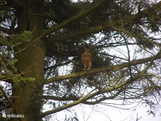 la piedra blanca en Países Bajos, Güeldres, Nunspeet - casa vacacional El Halcón en el jardín.