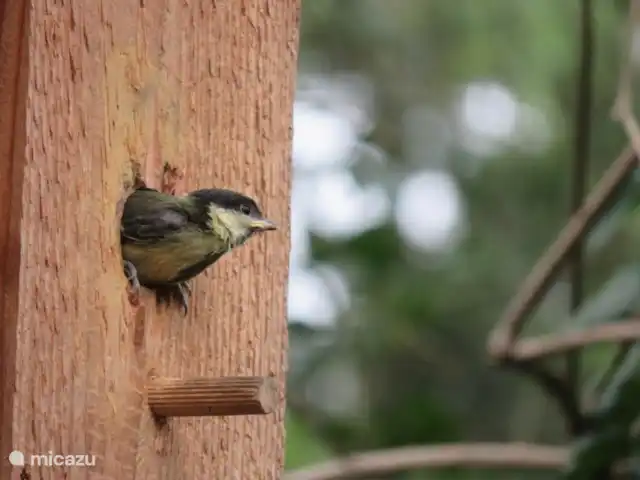la piedra blanca en Países Bajos, Güeldres, Nunspeet - casa vacacional
